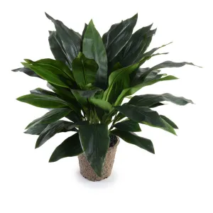 Aspidistra Plant 34"H