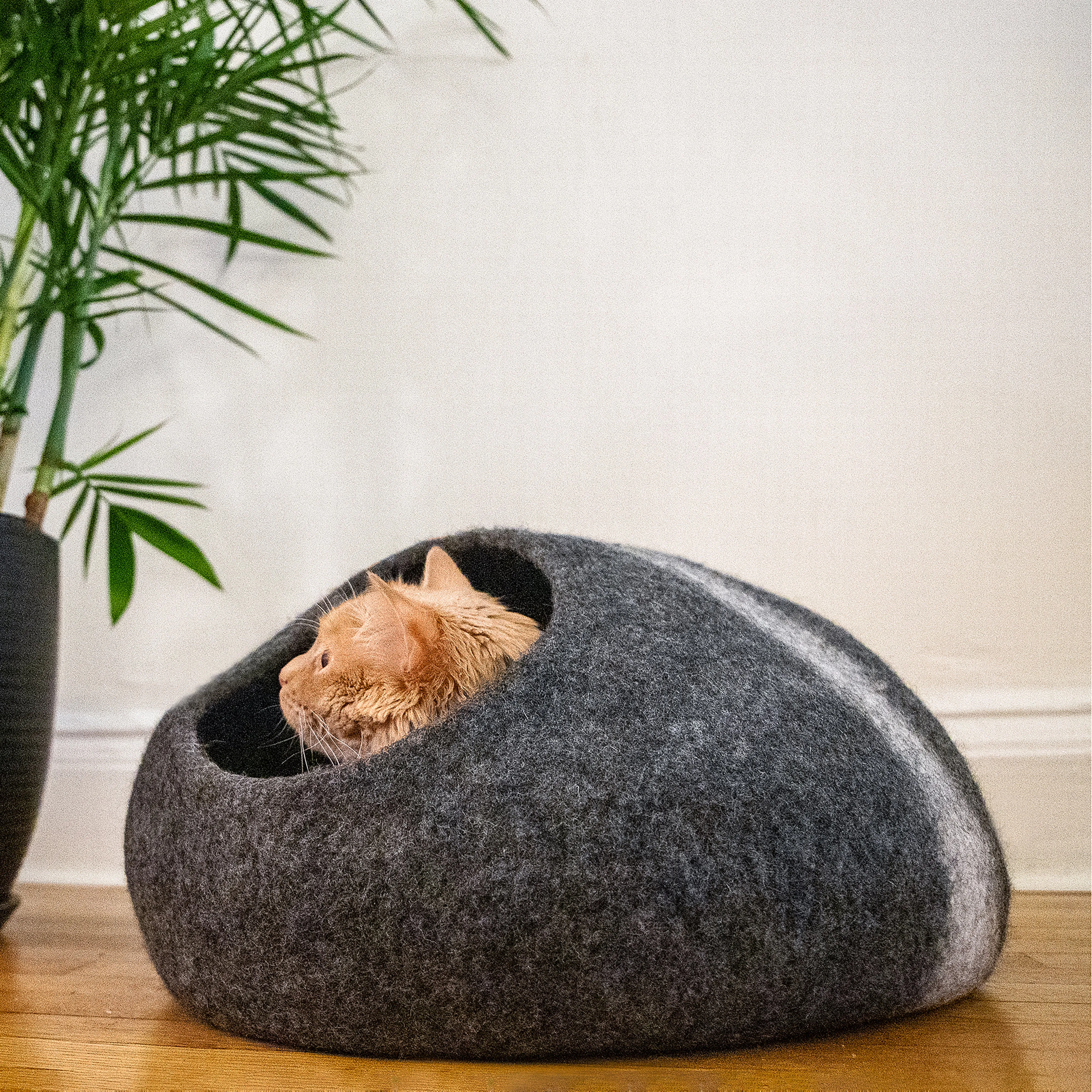 Horizon Cat Cave